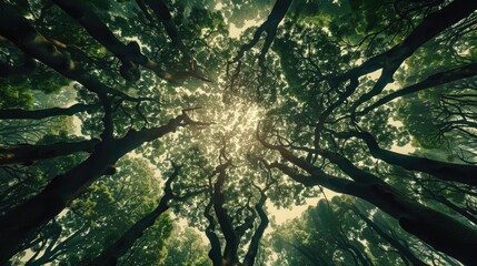Wall Mural - Crown shyness trees landscape forest tree crown treetops