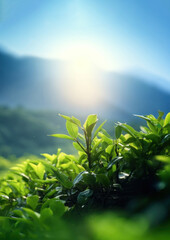 Sticker - a photo of photography of tea plant tree, nature light.