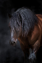 Wall Mural - Bay horse with long mane