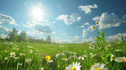 Wall Mural - A bright midday sun shining over a lush green meadow with wildflowers