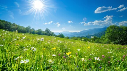 Aufkleber - A bright midday sun shining over a lush green meadow with wildflowers