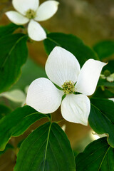 Canvas Print - White blooming dogwoods outdoors in springtime close up