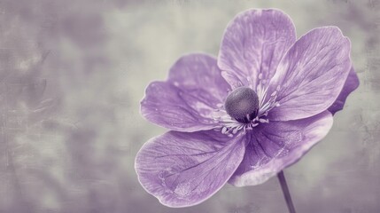 Wall Mural - Macro violet buttercup in monochrome setting isolated bloom with detailed texture in vintage art style