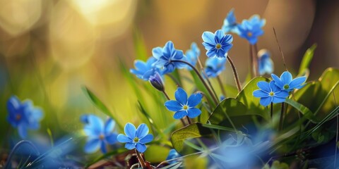 Sticker - Beautiful blue spring flowers with blurry background.