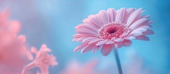 Wall Mural - Pink Flower with Blurred Background