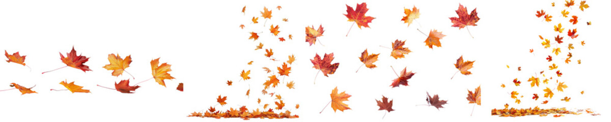 Collection of falling isolated autumns colored maple leaves isolated on transparent or white background