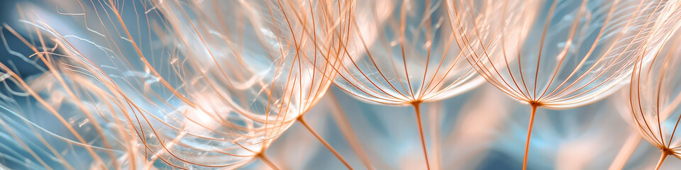 Wall Mural - Delicate Dandelion Seeds in Macro  with Blue Pastel Background