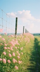 Poster - Summer countryside grassland outdoors nature.