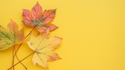 Wall Mural - The wallpaper features maple leaves arranged with space for letters, on a yellow background.