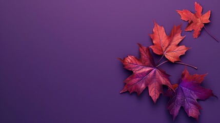 Wall Mural -  maple leaves arranged with space for letters, on a purple background.