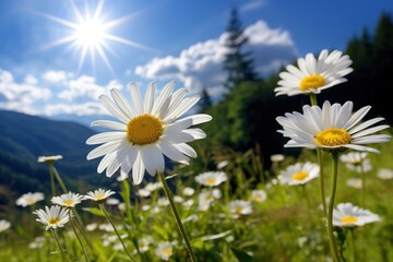 Nature daisy sky landscape. 