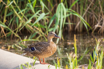 Wall Mural - Male and female ducks swim in the water on a pond in the setting sun.