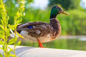 Wall Mural - Male and female ducks swim in the water on a pond in the setting sun.