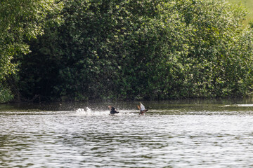 Wall Mural - Male and female ducks swim in the water on a pond in the setting sun.