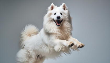 Poster - Joyful Jumping Samoyed Dog in Action