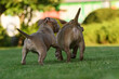 © love_dog_photo - Two American bully puppies playing on a green lawn