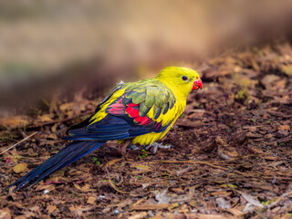 Wall Mural - Lovely Colourful Regent Parrot On Ground