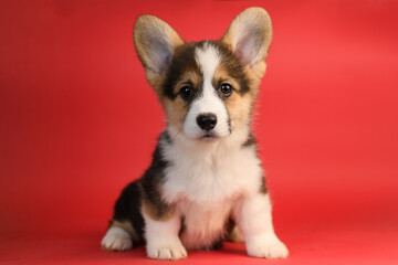 Wall Mural - Portrait of a tricolour Pembroke Welsh Corgi on a red background