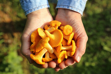 Wall Mural - Сhanterelle mushrooms in mushroom picker hands in sunlight close up top view. Picking Wild forest yellow chanterelles mushroom