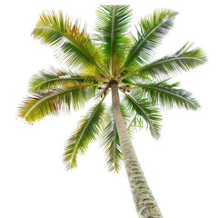 leaning palm tree viewed from below