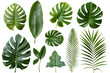 © Oksana - Set of Tropical leaves isolated on transparent background