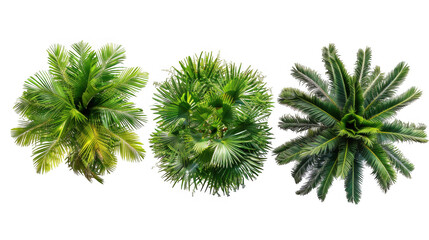 top view of palm tree crowns