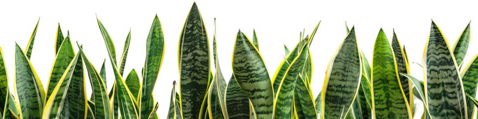 Wall Mural - Dense Row of Sansevieria Plants