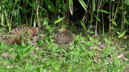 Wall Mural - chinese partridge in a field