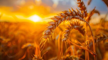 Wall Mural - Wheat field at sunset.