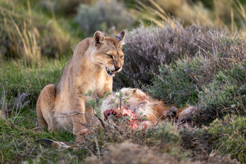 Wall Mural - Puma sits amongst bushes with guanaco carcase