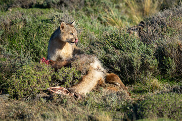 Wall Mural - Puma sits beside guanaco kill licking lips