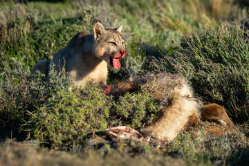 Wall Mural - Puma sits beside kill poking tongue out