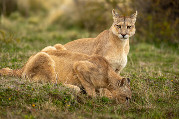 Wall Mural - Puma sits by another drinking from pool