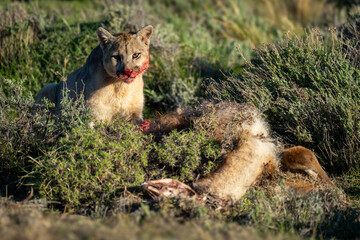 Wall Mural - Puma sits beside guanaco kill watching camera