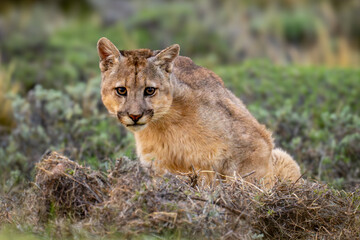 Wall Mural - Puma sits in bushes staring at camera