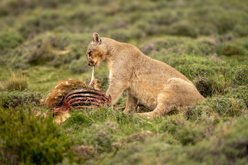 Wall Mural - Puma sits pulling flesh from guanaco carcase