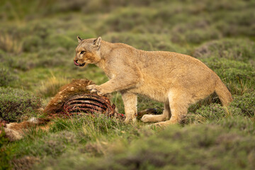 Wall Mural - Puma sits pawing kill and licking lips