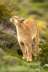 Wall Mural - Puma stands among thick bushes sniffing air