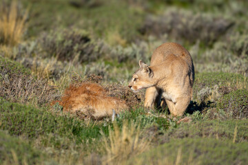 Wall Mural - Puma stands by guanaco carcase checking surroundings