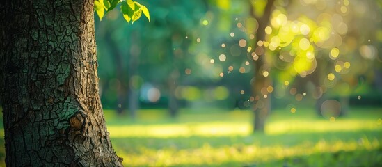 Wall Mural - Blurry Park Garden Tree in Natural Background with Green Bokeh Light Outdoors during Summer