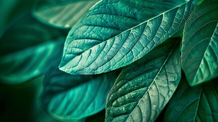 Closeup leaf texture. 