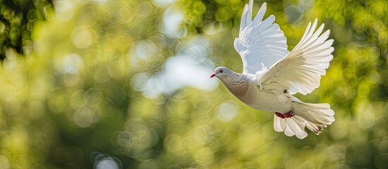 Wall Mural - A white dove gracefully flying over lush greenery, symbolizing peace.