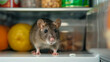 © fotogurmespb - Closeup of a rat scurrying under a refrigerator, only its tail visible