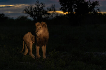 Poster - Dominant male lion hunting in the spotlight in the night in Sabi Sands Game Reserve in the Greater Kruger Region in South Africa 