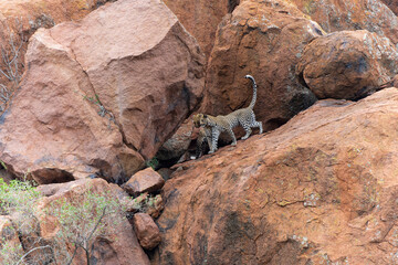 Wall Mural - Leopard on the rocks. This leopard mother is visiting her 1 year old cub at his hiding place high on the rocks in Pilanesberg Nationaal Park in South Africa