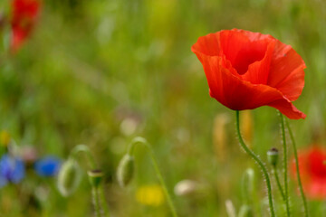 Poster - Klatschmohn (Papaver rhoeas)