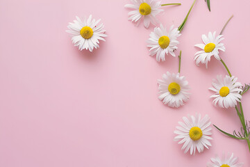 Wall Mural - Minimal styled concept. White daisy chamomile flowers on pale pink background. Creative lifestyle, summer, spring concept. Copy space, flat lay, top view.