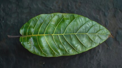 Wall Mural - The leaf skin of a young green mango