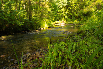 Wall Mural - A small river stream flowing through the forest with lush green grass on the banks. Natural scenery of summer in Latvia.