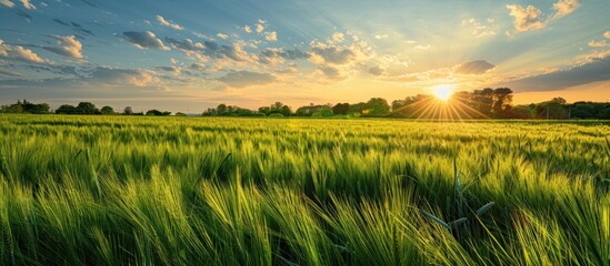 Wall Mural - Golden Hour over a Field of Wheat